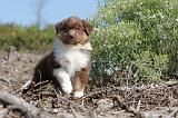 BERGER AUSTRALIEN PUPPIES 011